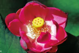 Zaaien voor experts en zaden bestellen