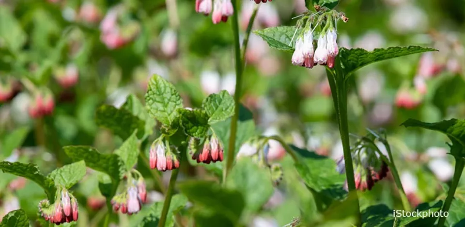 Afbeelding De beste bodembedekkers voor biodiversiteit