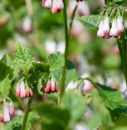 De beste bodembedekkers voor biodiversiteit