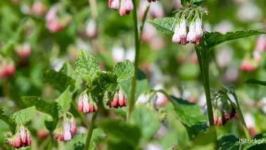De beste bodembedekkers voor biodiversiteit