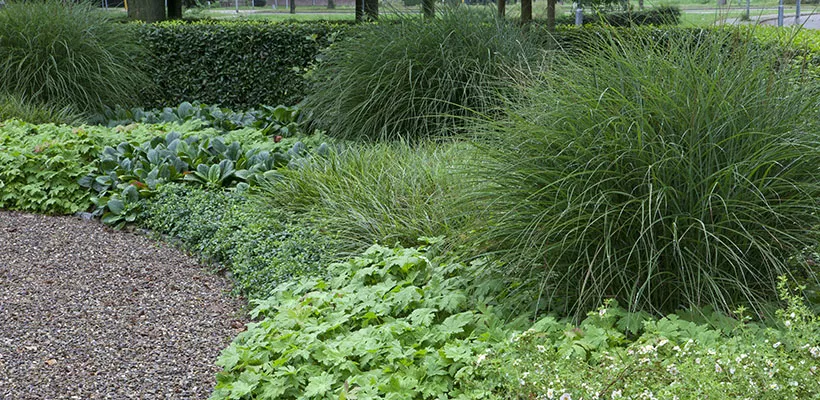 De 10 beste bodembedekkers
