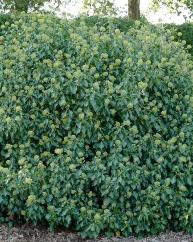 De 7 klimopsoorten voor een groene en duurzame tuin - Groei & Bloei