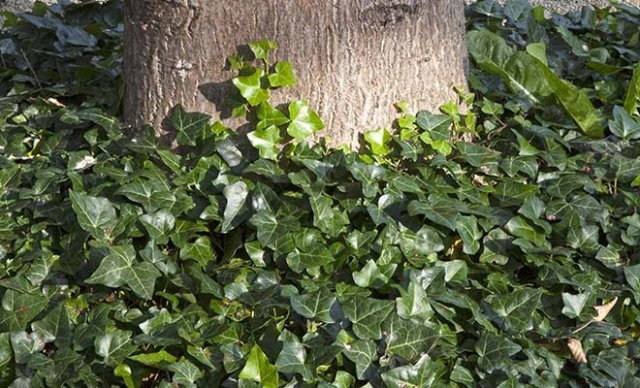 De 10 beste bodembedekkers