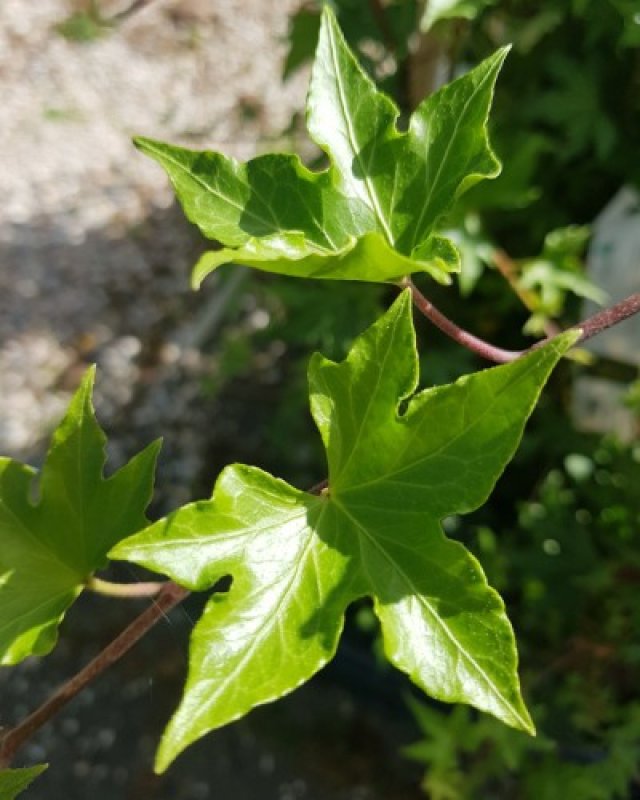 De beste klimopsoorten voor een duurzame tuin