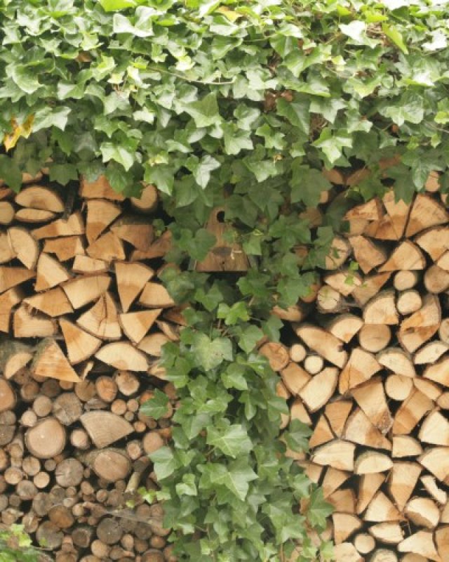 De beste klimopsoorten voor een duurzame tuin