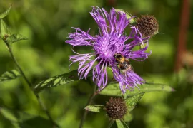 5 inheemse soorten centaurie voor een natuurlijke tuin
