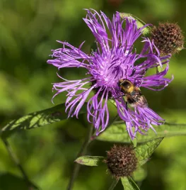 5 inheemse soorten centaurie voor een natuurlijke tuin