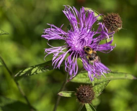 5 inheemse soorten centaurie voor een natuurlijke tuin