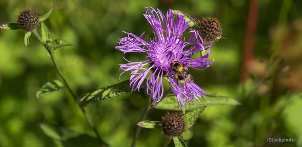 Afbeelding 5 inheemse soorten centaurie voor een natuurlijke tuin
