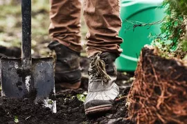 Bomen of struiken planten