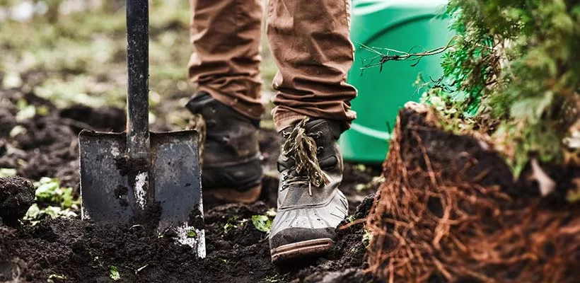 Bomen of struiken planten