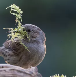 Meer vogels in de tuin? Zo maak je je tuin wintervriendelijk