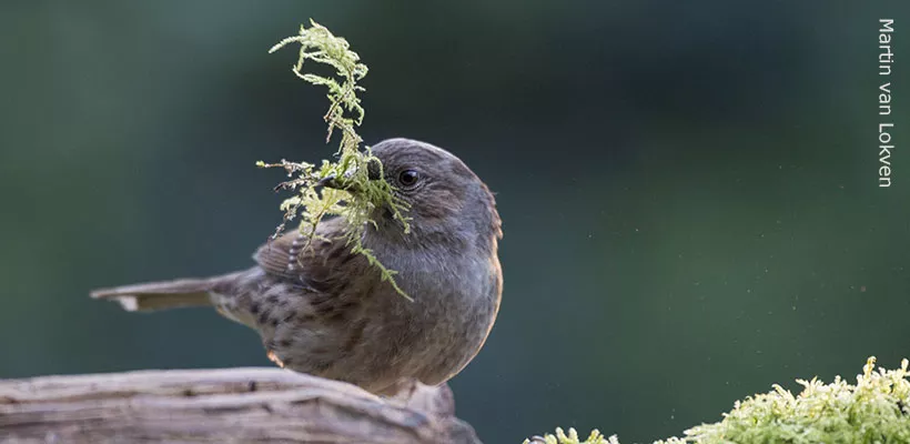 Meer vogels in de tuin?