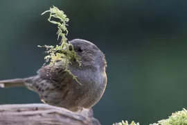 Meer vogels in de tuin? Zo maak je je tuin wintervriendelijk