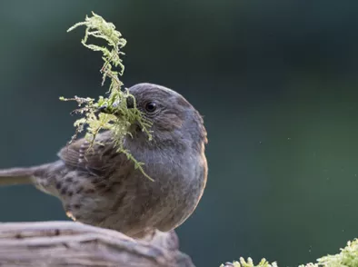 Meer vogels in de tuin? Zo maak je je tuin wintervriendelijk