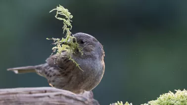 Meer vogels in de tuin? Zo maak je je tuin wintervriendelijk