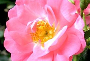 Lijst Excellence Rozen