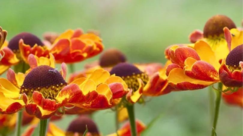 Helenium: warme kleuren tot diep in de herfst