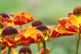 Tien stralende heleniums die elke border opfleuren