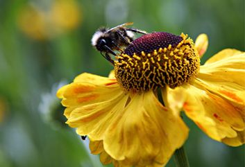 De 10 beste Heleniums