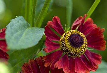 De 10 beste Heleniums