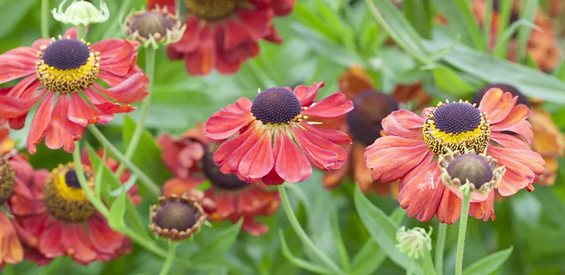 Helenium ‘Kupferzwerg’