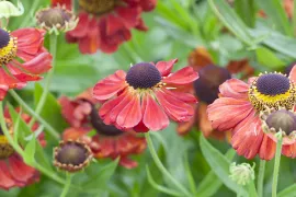 Helenium ‘Kupferzwerg’