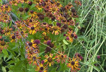 De 10 beste Heleniums