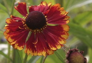 De 10 beste Heleniums