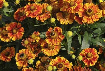De 10 beste Heleniums