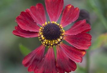 De 10 beste Heleniums