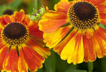 De 10 beste Heleniums