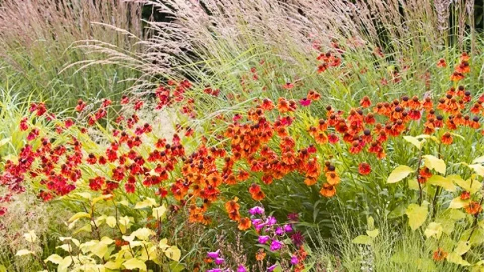 Afbeelding Helenium: warme kleuren tot diep in de herfst