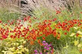 Helenium: warme kleuren tot diep in de herfst