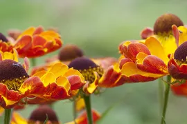 De 10 beste Heleniums