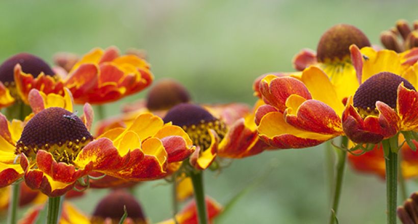 De 10 beste Heleniums - Groei & Bloei