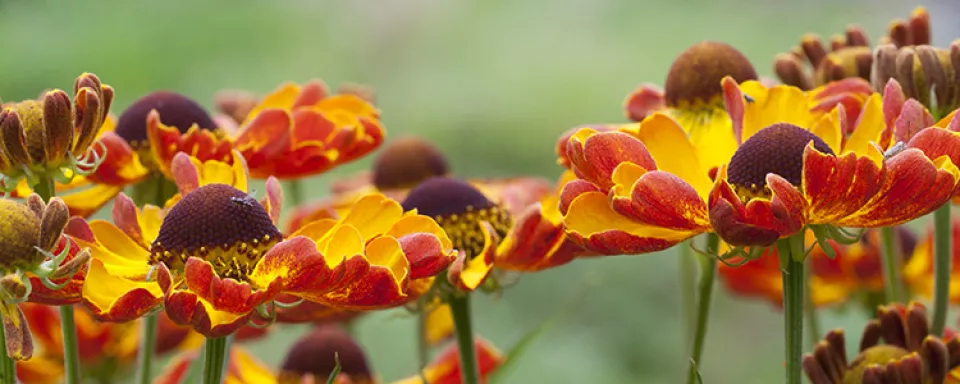 Afbeelding De 10 beste Heleniums