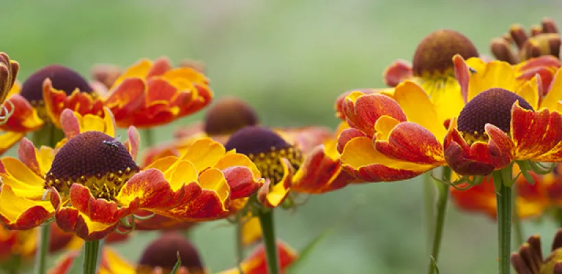 De 10 beste Heleniums