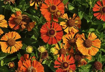 Tien stralende heleniums die elke border opfleuren
