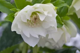 Helleborus x hybr. ‘Mrs. Betty Ranicar’