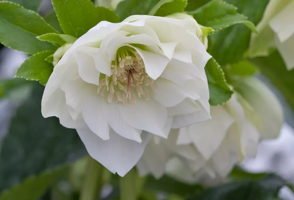 Afbeelding Helleborus x hybr. ‘Mrs. Betty Ranicar’