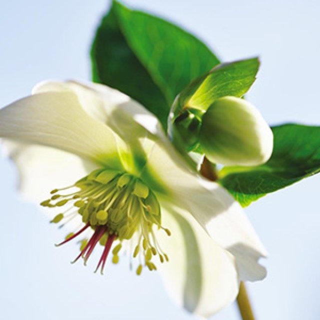 10 favoriete helleborussen