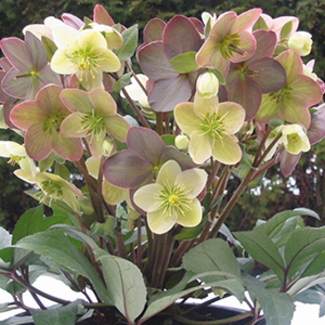 10 favoriete helleborussen