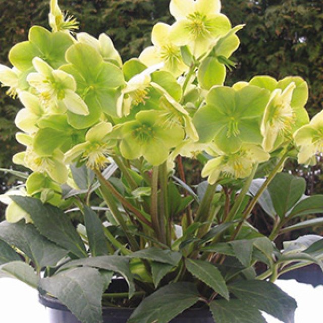 10 favoriete helleborussen