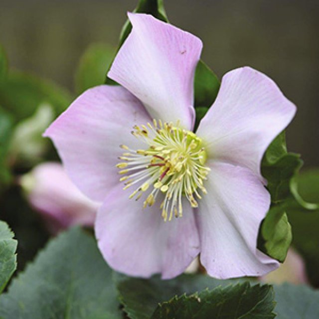 10 favoriete helleborussen