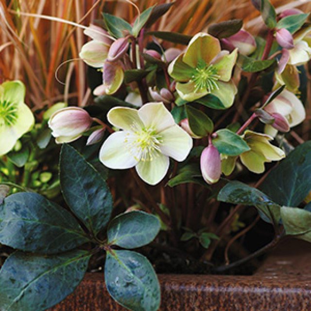 10 favoriete helleborussen