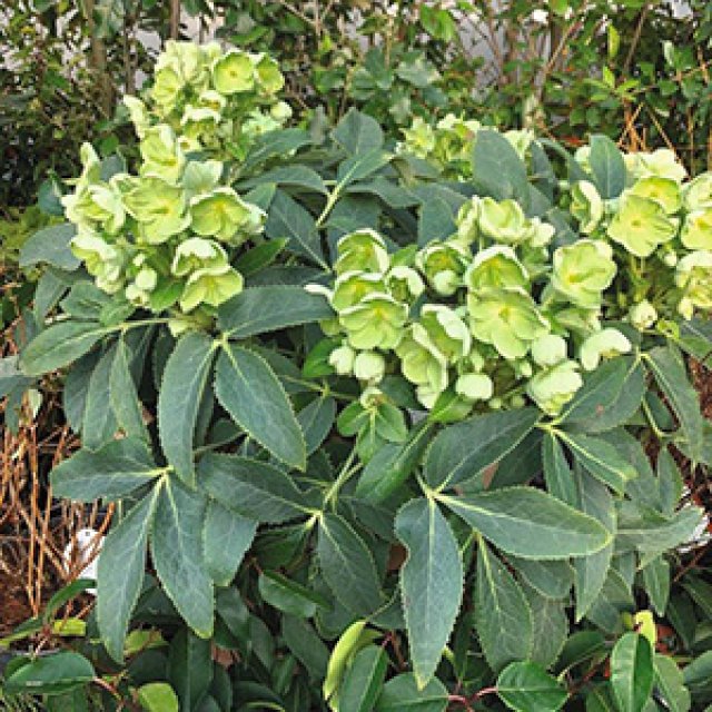 10 favoriete helleborussen