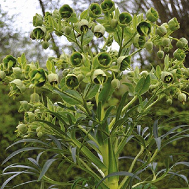 10 favoriete helleborussen