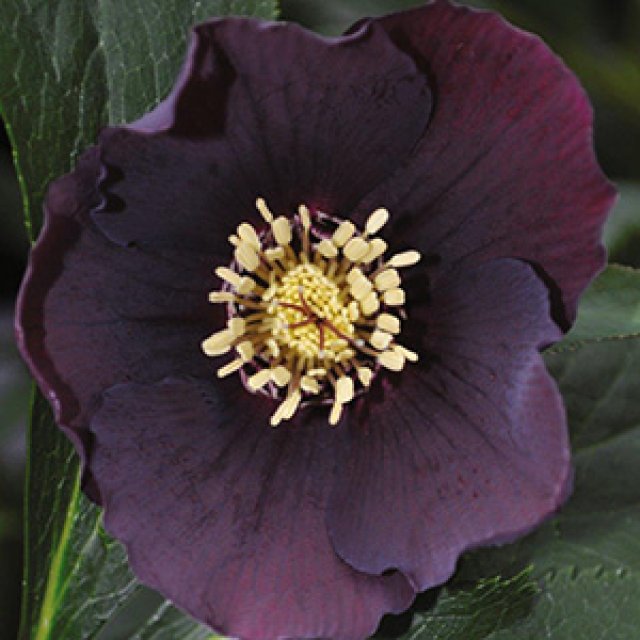 10 favoriete helleborussen