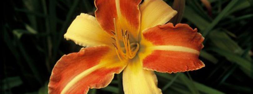 Planten voor een levende tuin